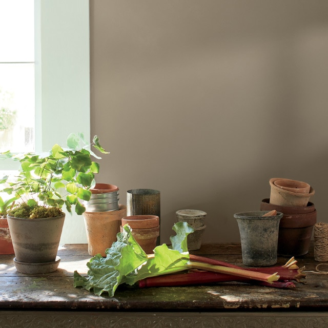 Indoor potted plants beside a sunny window, in front of a brown-painted wall.